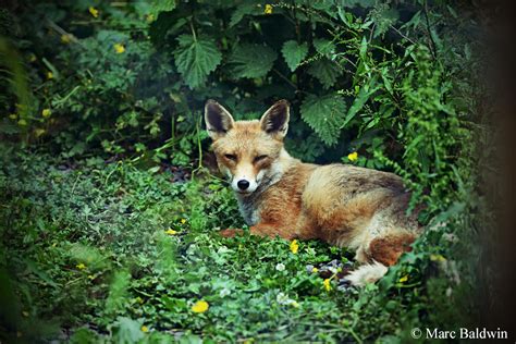 Red Fox Densearths And Resting Sites Wildlife Online