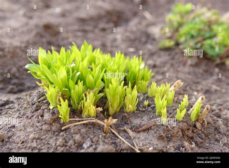 Una Nueva Planta Comienza A Crecer En Primavera Germinando La Semilla