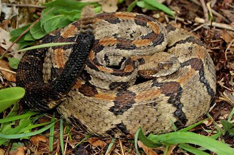 Venomous Snakes in Georgia (6 Species With Pictures) - Wildlife Informer