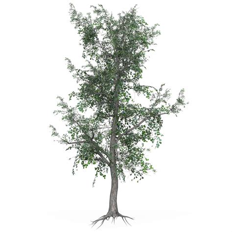 Low Poly Oak Tree 04 3d Model By Treeworld3d