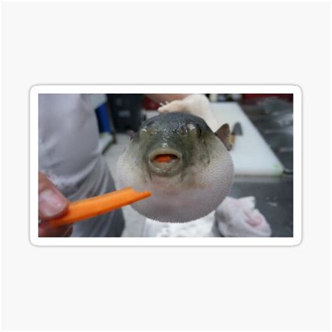 Pufferfish Eating A Carrot Meme Sticker For Sale By Jamdonut1 Redbubble