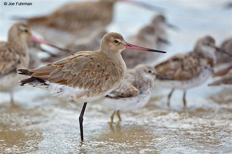 Black Tailed Godwit Joe Fuhrman Photography