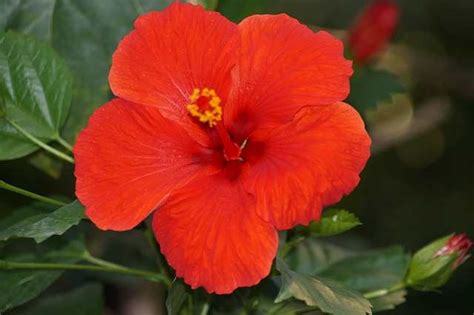 Types Of Hibiscus With Their Flowers And Leaves Pictures Identification