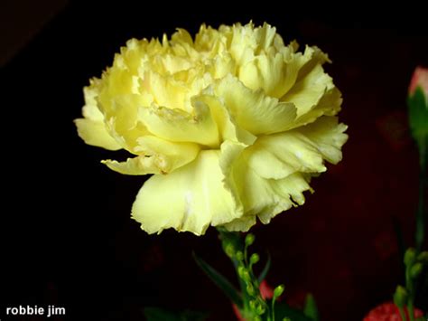 Comprar Cravo Chabaud Gigante Dobrado Amarelo Dianthus Caryophyllus