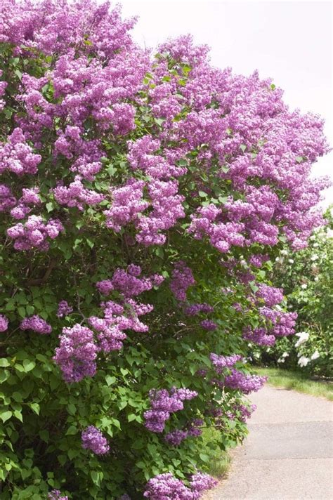 Pocahontas Lilac Plant Library Pahls Market Apple Valley Mn