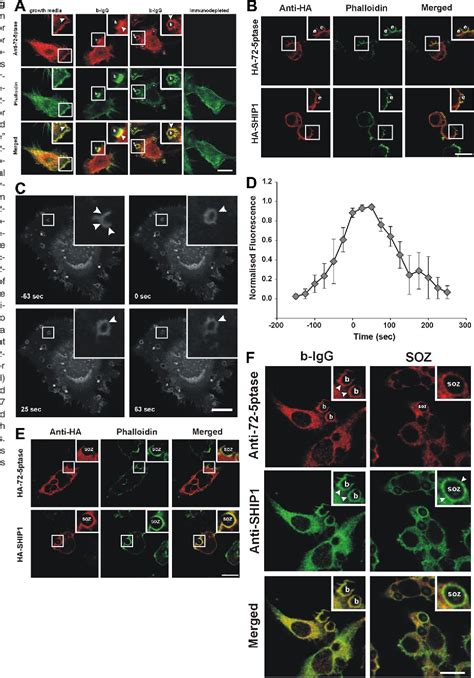 Figure From Regulation Of Fcgammar Stimulated Phagocytosis By The