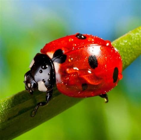 Ladybug symbolism ladybug meaning – Artofit