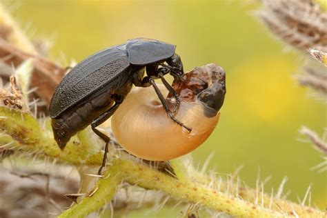 Insectos Depredadores Para El Control Biológico De Plagas Futurcrop