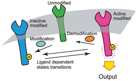 Two State Adaptive Sensory Model A Schematic Of The Two State Adaptive