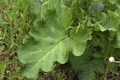 How To Grow Burdock