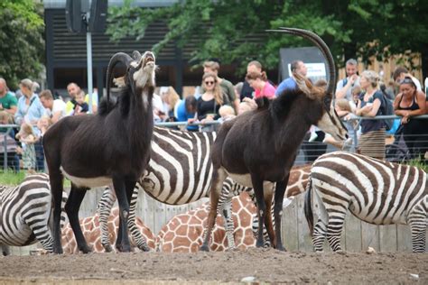 Black sable antelope - ZooChat