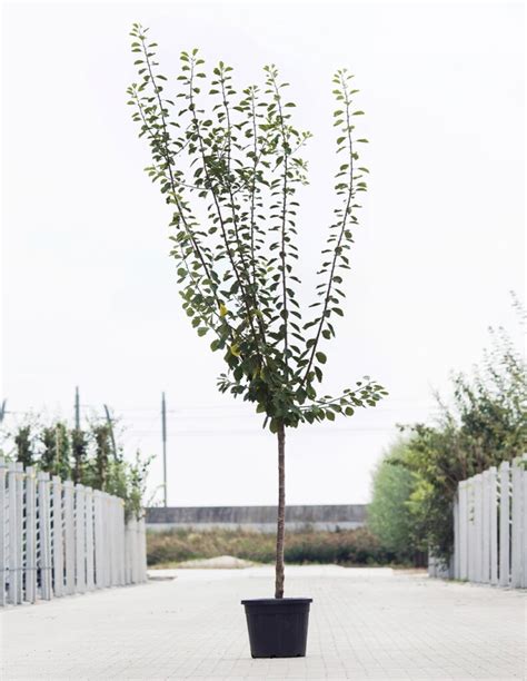 Prunus Domestica Opal Halfstam 180 230 Cm Kopen Incl