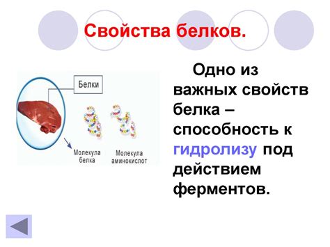 Белок. Функции белков. Количество белков в органах человека. Свойства ...