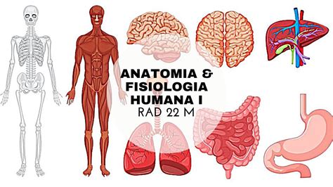 Rad M Aula Miologia Anatomia E Fisiologia Humana I Youtube