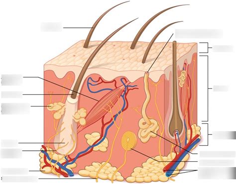 Honors Anatomy: Dermis Diagram Diagram | Quizlet