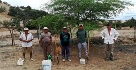 Piura Promueven La Conservaci N Especies Forestales Con Guano Caprino