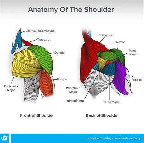 Anatomy Of Growth: How To Train Your Shoulder Muscles | atelier-yuwa ...