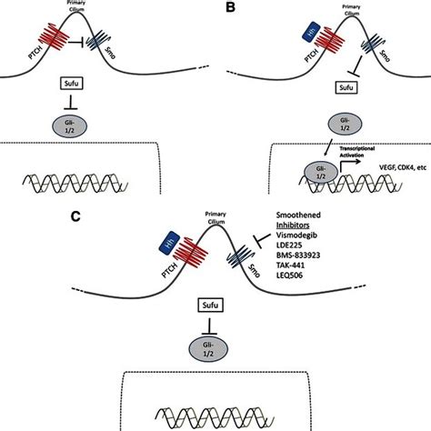 The Hedgehog Pathway In Basal Cell Carcinoma In The Majority Of Normal