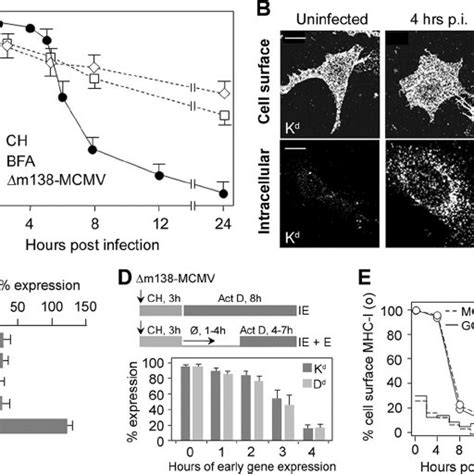 Degradation Kinetics Of Cell Surface MHC I And Progression Of