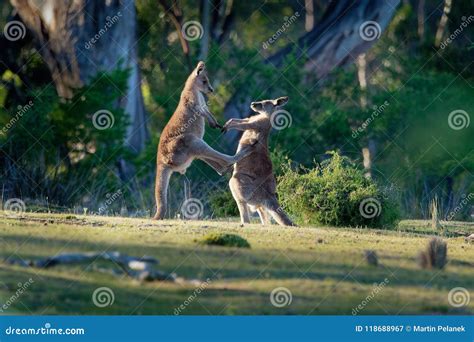 Macropus Giganteus - Eastern Grey Kangaroos Fighting with Each Other in Tasmania in Australia ...