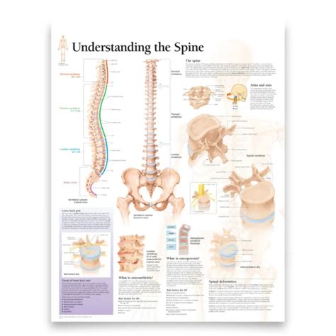 ANATOMICAL CHART POSTER For The Spine Human Body Anatomy Wall Chart