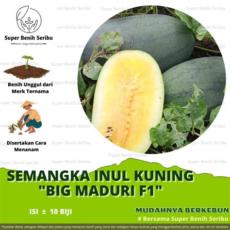 Jual 10 Biji Benih Semangka Hibrida F1 BIG MADURI Benih Citra Asia