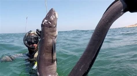 Best Big Eel Fishing Amazing Catching Processing Eel On The Sea