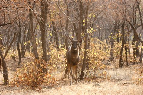 Sambar Deer - India Travel Forum | IndiaMike.com