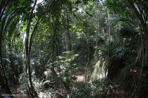 Brazil S Atlantic Forest Brazil 155127