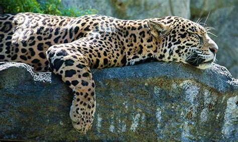 Jaguar | Stone Zoo