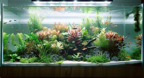 Am Nager Un Aquarium Naturel Conseils Et Astuces Pour Une D Coration