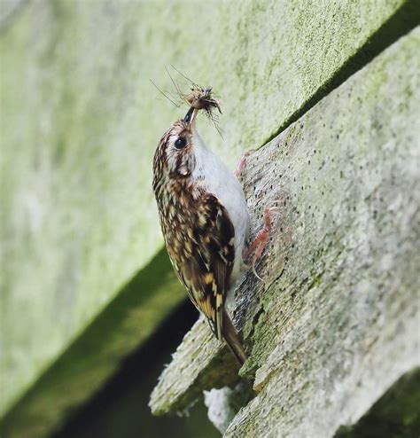 Treecreeper At Dartmoor By Tom Wallis Devon Birds