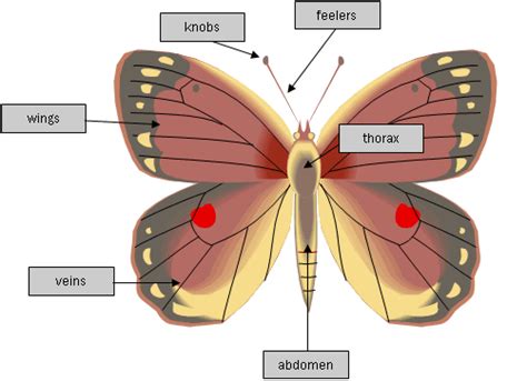 Butterflies and moths physical features and life cycle of butterflies ...