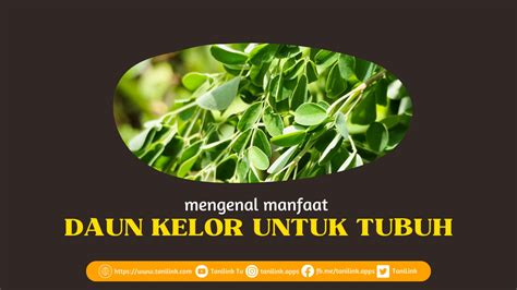 Manfaat Daun Kelor Bagi Tubuh Manusia Tanilink