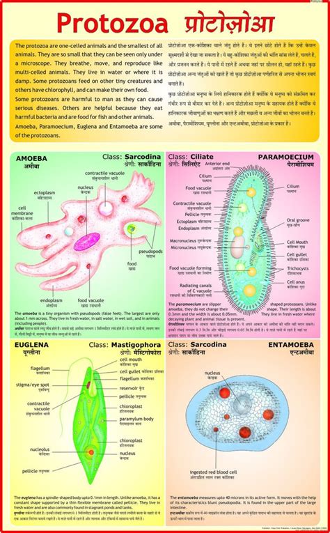 Protozoa Charts At Rs Science Charts In New Delhi Id