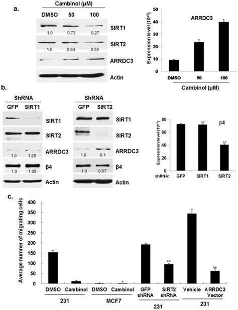 A MDA MB 231 Cells Were Treated With DMSO Control And SIRT1 2