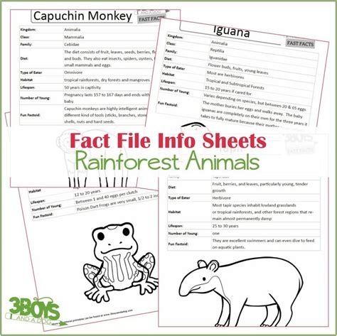 Rainforest Animals Fact Files - 3 Boys and a Dog, Shop