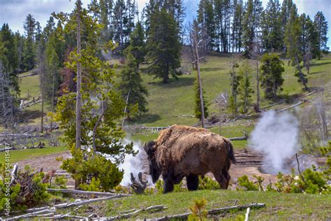 Iconic Yellowstone National Park scene..American bison (bison bison ...