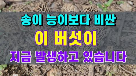 송이능이보다 비싸다는 이 버섯이 지금부터 발생합니다 Youtube