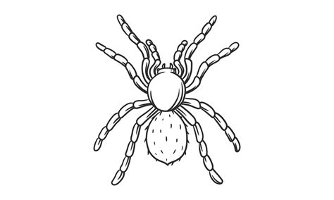 Vector Lineart Illustration Of Black Spider On White Background Hand