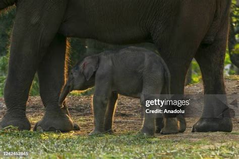 196 Mating Elephants Stock Photos, High-Res Pictures, and Images ...