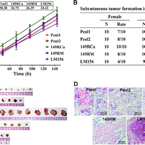 Proliferation In Vitro And Tumorigenicity In Nude Mice For Pscc Cell