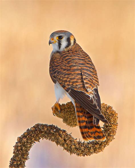 American Kestrel Falconry