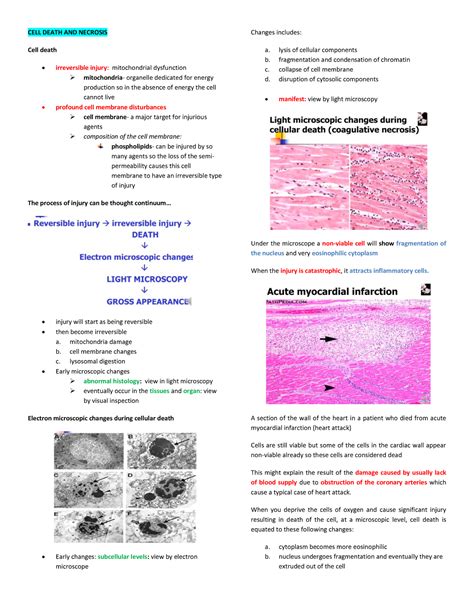 Cell death and necrosis - CELL DEATH AND NECROSIS Cell death ...