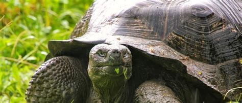 What Do Tortoises Eat 20 Foods That They Eat Imp World