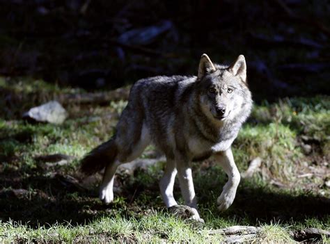 Le retour du loup en Gironde et en Dordogne des éleveurs sy préparent