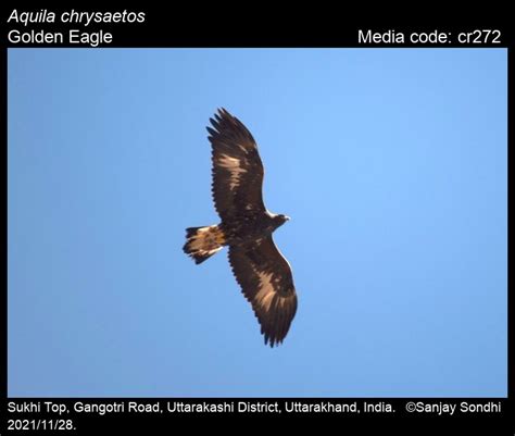 Aquila chrysaetos (Linnaeus, 1758) - Golden Eagle | Birds