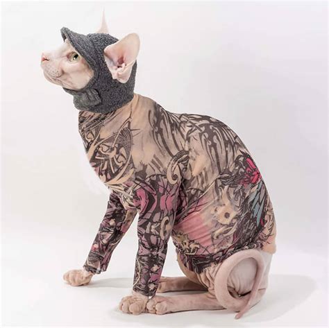 Hairless Cat With Tattoos