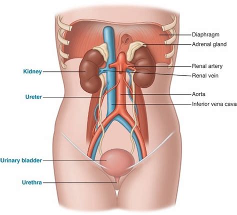 Quiz 9 Urinary Elimination And Bowel Elimination Flashcards Quizlet