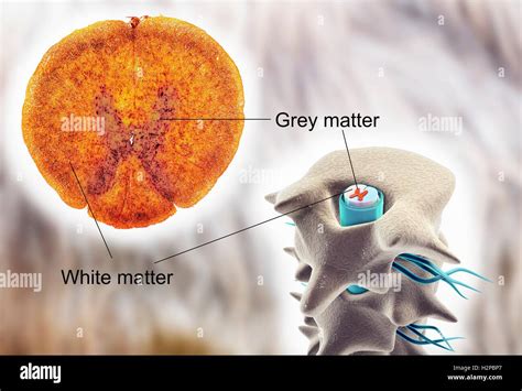 Spinal Cord Section Micrograph Hi Res Stock Photography And Images Alamy